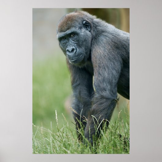 Gorillas ruhiges Wiesenportrait Poster (Vorne)
