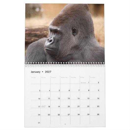 Gorillas tragen, Gorillas ein Kalender (Jan 2027)