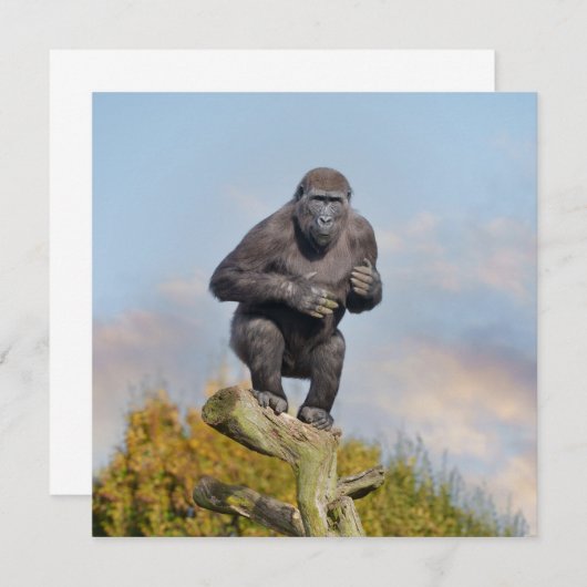 Gorillas Tree-Balancing Act (Vorne/Hinten)