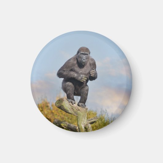 Gorillas Tree-Balancing Act Magnet (Vorne)