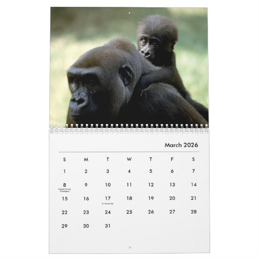 Gorillas Wall Calendar Kalender (Mär 2026)