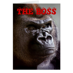 GorillaSilverback der Chef beherrscht Tageskarte