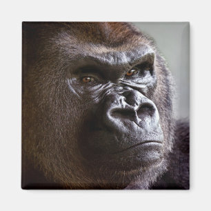 Gorillasilverback-Magnet Magnet