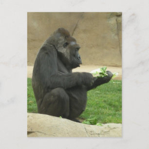 Gorrilla Postcard Postkarte