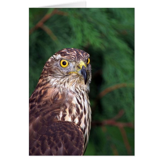 Goshawk (Vorne)