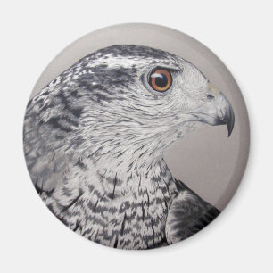 Goshawk Magnet