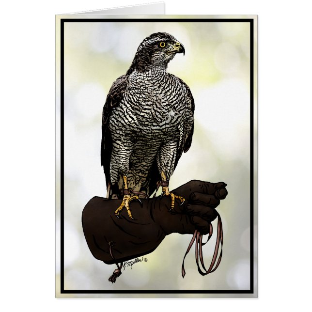 Goshawk on Glove (Vorne)