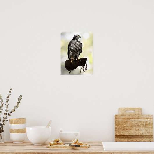 Goshawk on Glove Poster (Küche)
