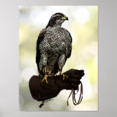 Goshawk on Glove Poster (Vorne)