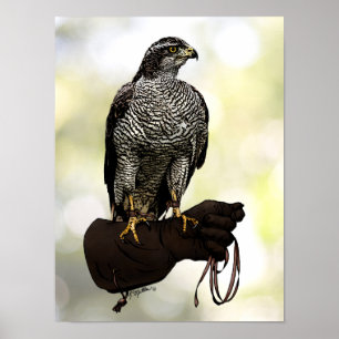 Goshawk on Glove Poster