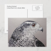 Goshawk Postcard Postkarte (Vorne/Hinten)