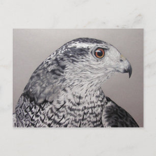 Goshawk Postcard Postkarte