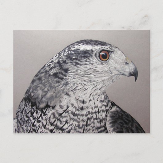 Goshawk Postcard Postkarte (Vorderseite)