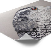 Goshawk Poster (Ecke)