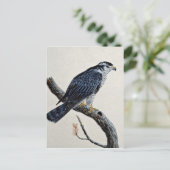 Goshawk Postkarte (Stehend Vorderseite)