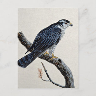 Goshawk Postkarte