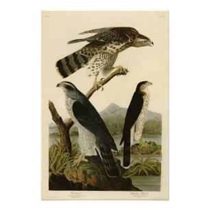 Goshawk, Stanley Hawk, Audubons Vögel von Amerika Fotodruck