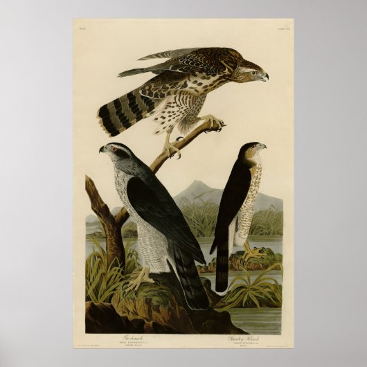 Goshawk, Stanley Hawk, Audubons Vögel von Amerika Poster (Vorne)