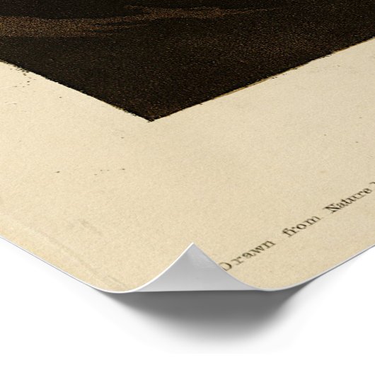 Goshawk, Stanley Hawk, Audubons Vögel von Amerika Poster (Ecke)