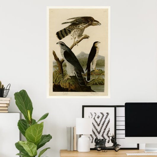 Goshawk & Stanley Hawk Poster (Heimbüro)