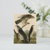 Goshawk & Stanley Hawk Postkarte (Stehend Vorderseite)