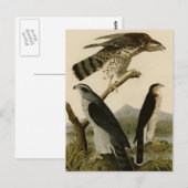 Goshawk & Stanley Hawk Postkarte (Vorne/Hinten)
