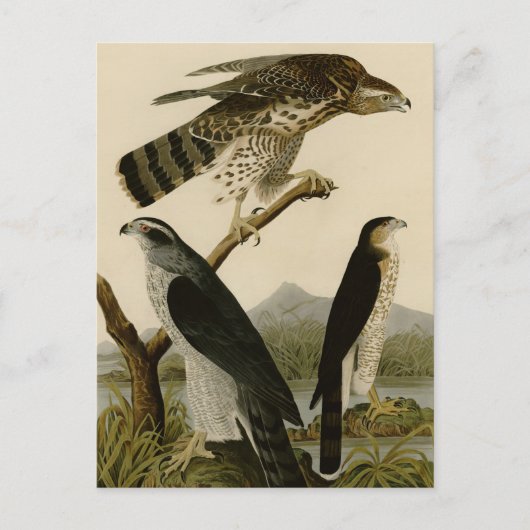 Goshawk & Stanley Hawk Postkarte (Vorderseite)