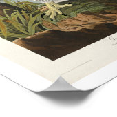 Goshawk und Stanley Hawk von Audubon Poster (Ecke)