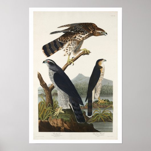 Goshawk und Stanley Hawk von Audubon Poster (Vorne)