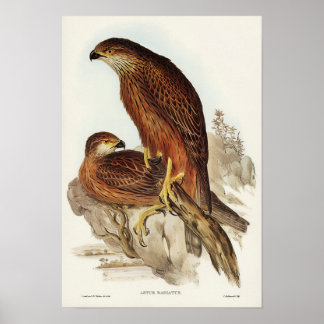 Goshawk von Elizabeth Gould bestrahlt Poster