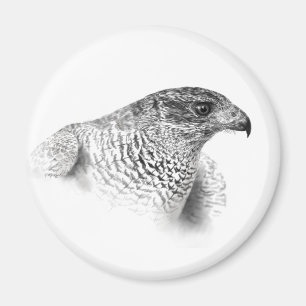 Goshawk Zeichnend Magnet