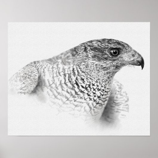 Goshawk Zeichnend Poster (Vorne)