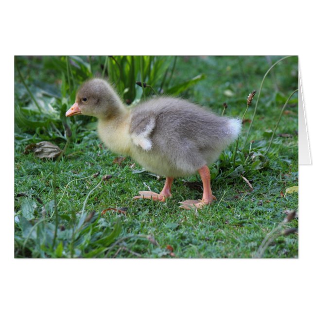 Gosling (Vorderseite (Horizontal))