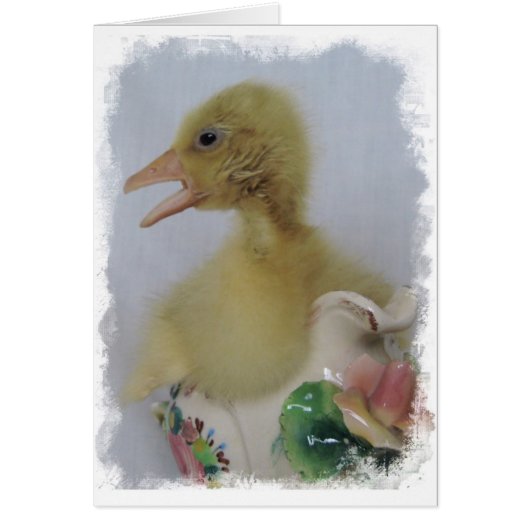 Gosling (Vorne)
