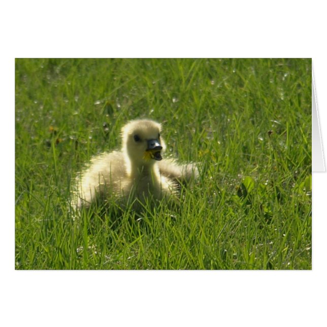 Gosling (Vorderseite (Horizontal))