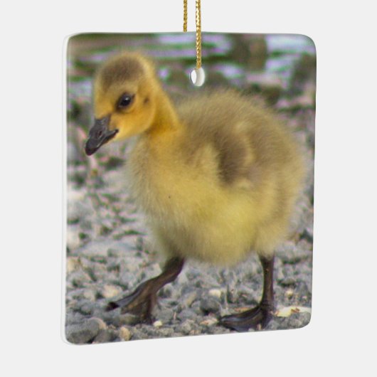 Gosling Foto Ornament (Rechts)