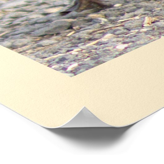 Gosling Foto Poster (Ecke)