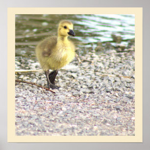 Gosling Foto Poster