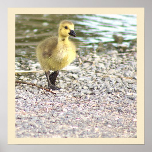 Gosling Foto Poster (Vorne)