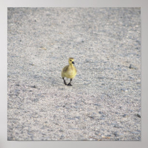 Gosling Foto Poster