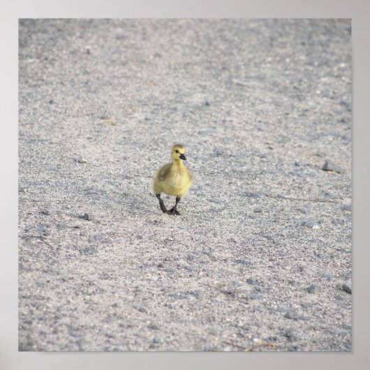 Gosling Foto Poster (Vorne)