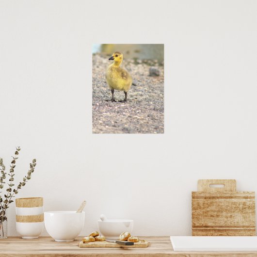 Gosling Foto Poster (Küche)