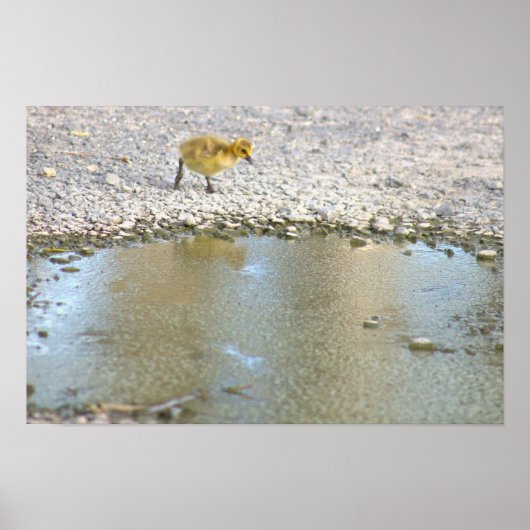 Gosling Foto Poster (Vorne)