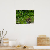 Gosling-Foto-Poster Poster (Küche)