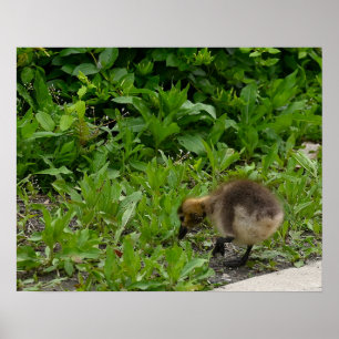 Gosling-Foto-Poster Poster