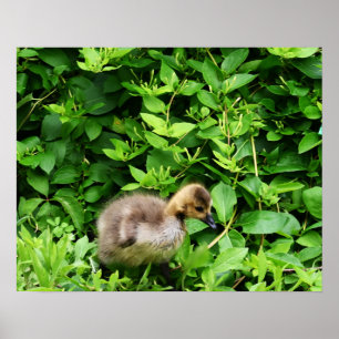 Gosling-Foto-Poster Poster