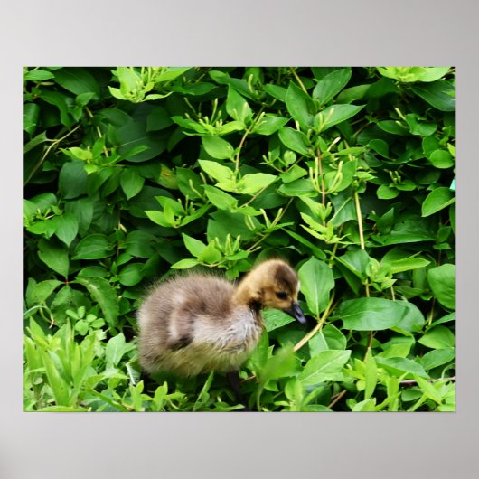 Gosling-Foto-Poster Poster (Vorne)