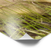 Gosling Fotografie Print (Ecke)