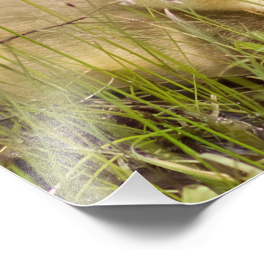 Gosling Fotografie Print (Ecke)