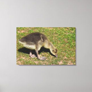 Gosling Leinwanddruck